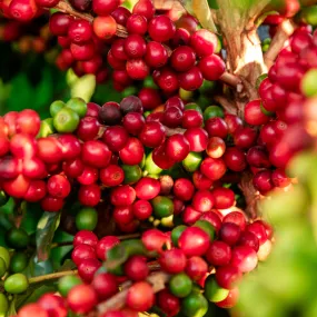 Tanzanian Peaberry