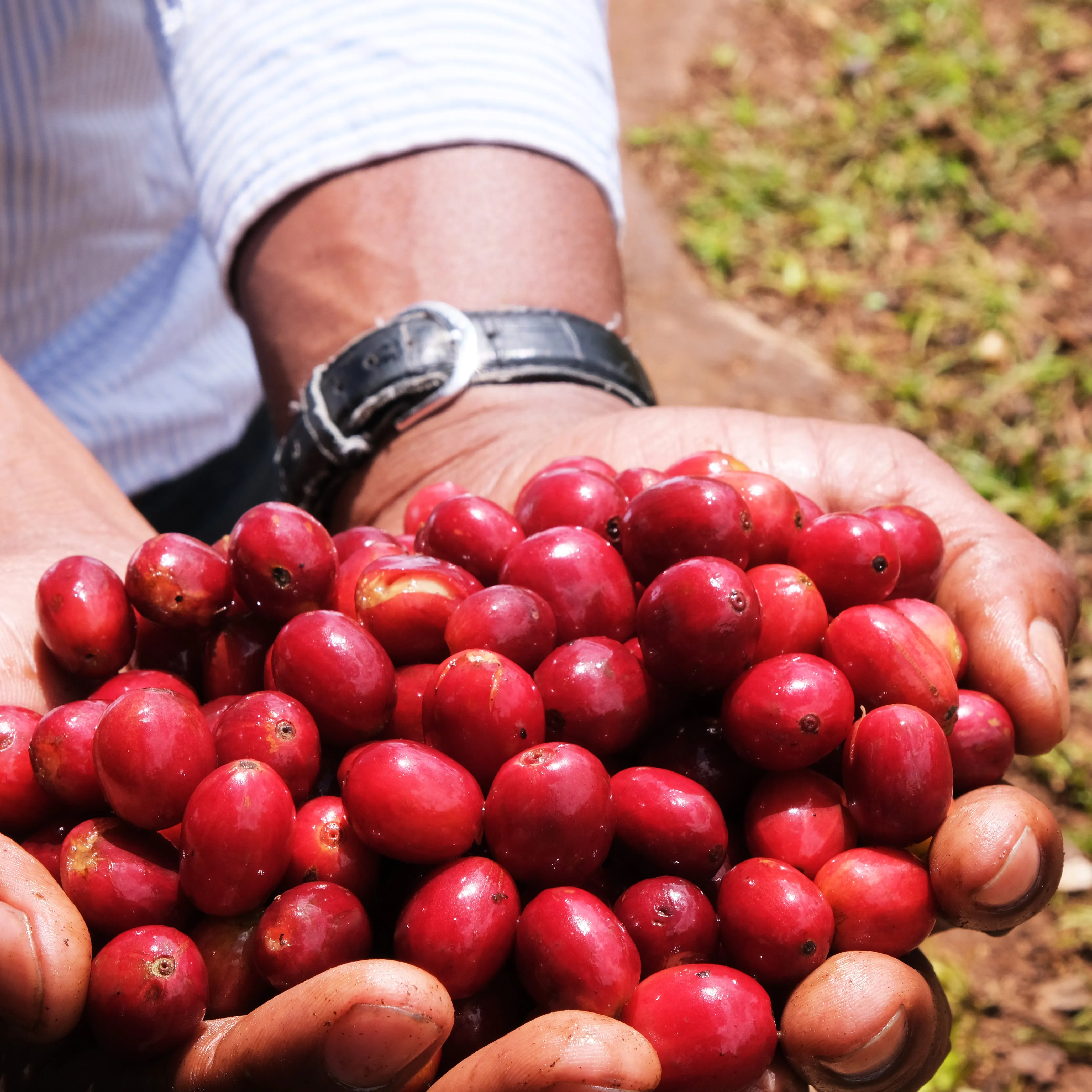 Tanzanian Peaberry